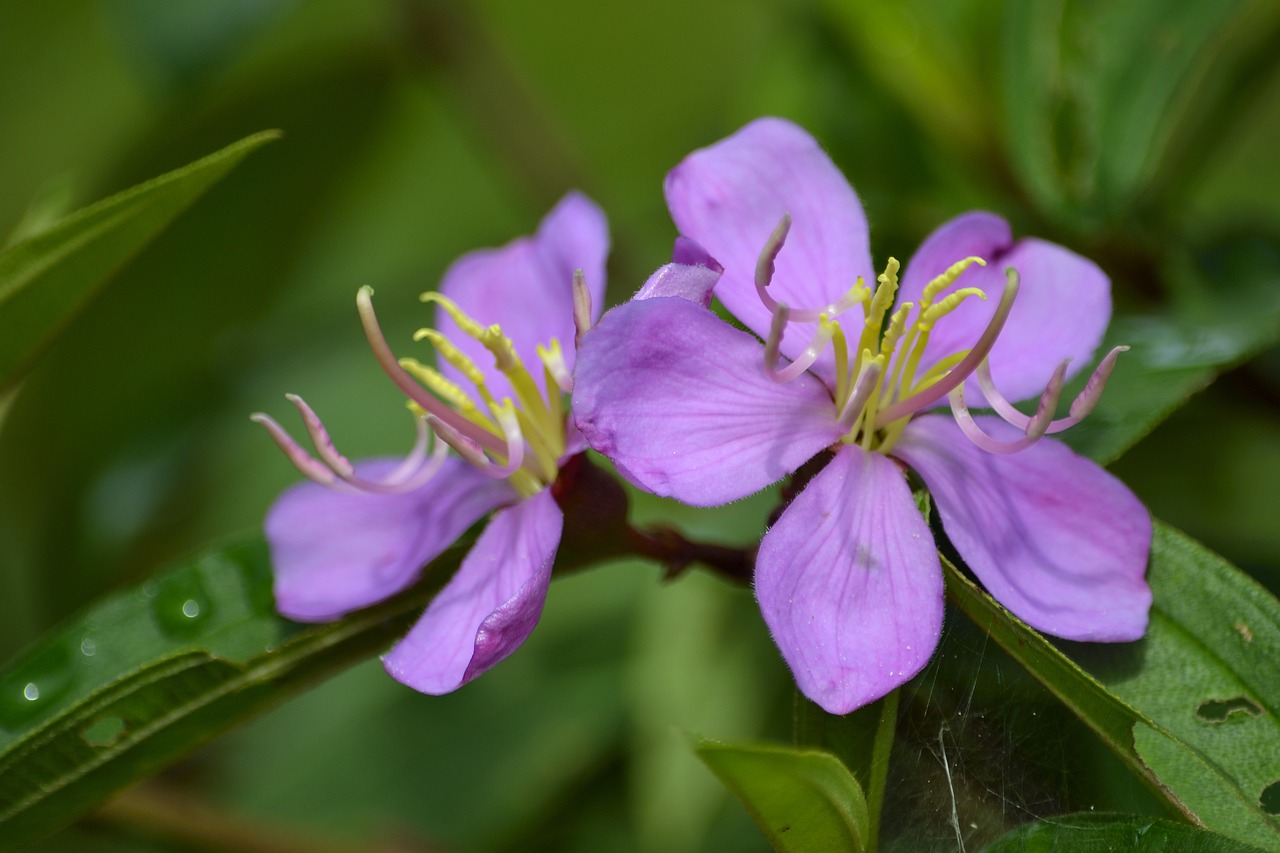 Flora, Gėlė, Laukinė Gėlė, Violetinė, Žiedlapis, Augalas, Laukiniai, Pavasaris, Vasara, Gamta