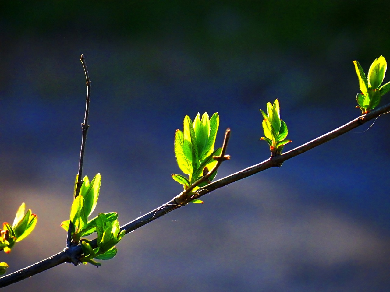 Flora, Gamta, Lapai, Vasara, Pavasaris, Žiedas, Žydėti, Šviežias, Augalas, Kraštovaizdis