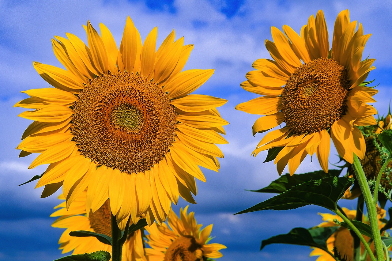 Flora, Gamta, Gėlė, Saulėgrąžos, Vasara, Tournesolis, Nemokamos Nuotraukos,  Nemokama Licenzija