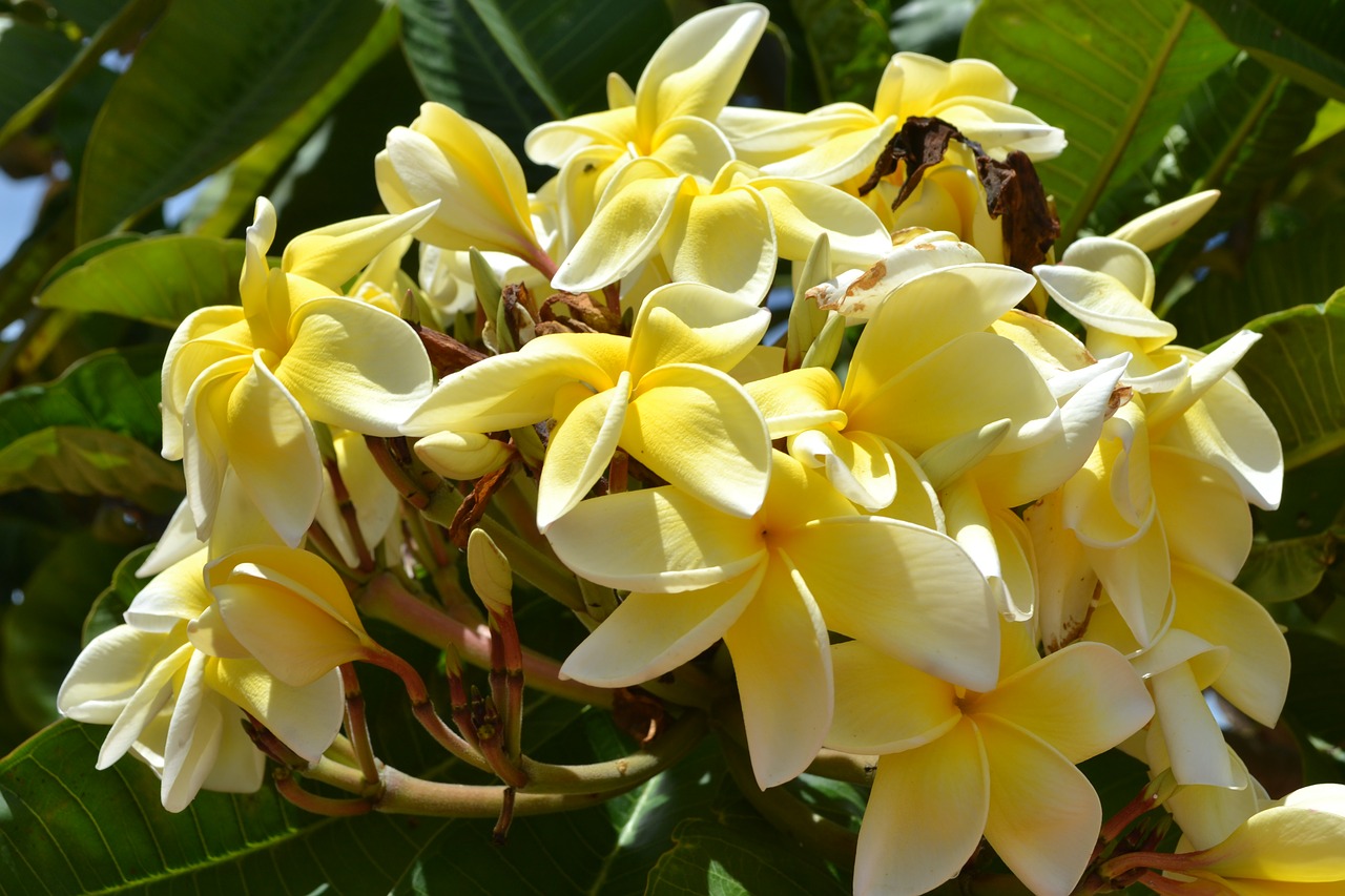 Flora, Gamta, Gėlė, Sodas, Atogrąžų, Žydi, Gėlių, Gražus, Botanikos, Nemokamos Nuotraukos