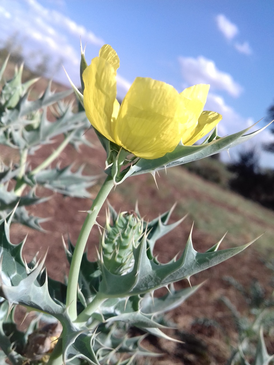 Flora, Gamta, Lapai, Gėlė, Vasara, Nemokamos Nuotraukos,  Nemokama Licenzija