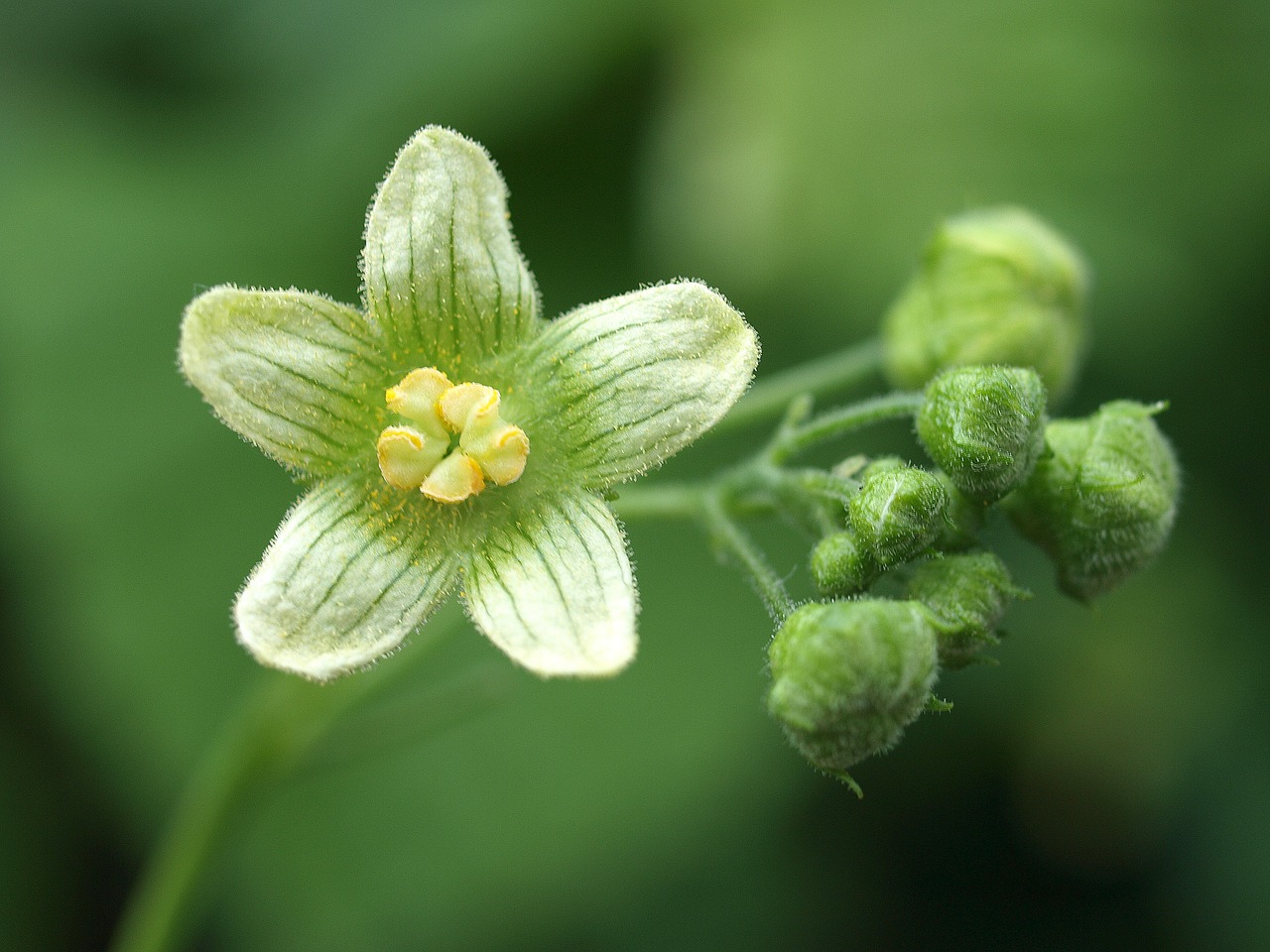 Flora,  Gamta,  Gėlė,  Augimas,  Be Honoraro Mokesčio, Nemokamos Nuotraukos,  Nemokama Licenzija