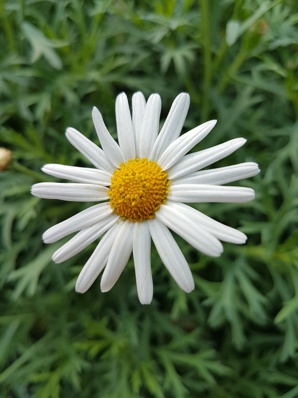 Flora,  Gamta,  Vasara,  Gėlė,  Sezonas,  Marguerite Daisy,  Pavasaris,  Žalias,  Žiedas,  Sodas