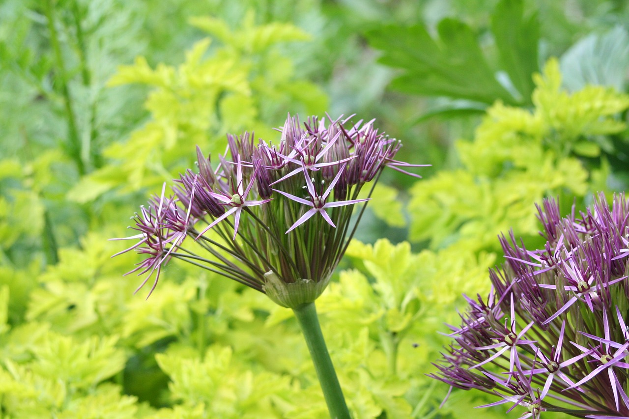 Flora,  Gėlė,  Gamta,  Sodas,  Vasara,  Allium,  Žydi,  Žiedlapis,  Augalas,  Pavasaris