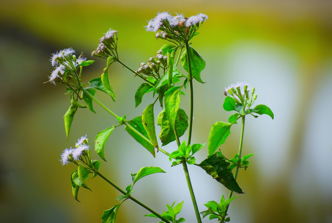 Floros,  Lapų,  Pobūdį,  Gėlė,  Augimas, Nemokamos Nuotraukos,  Nemokama Licenzija