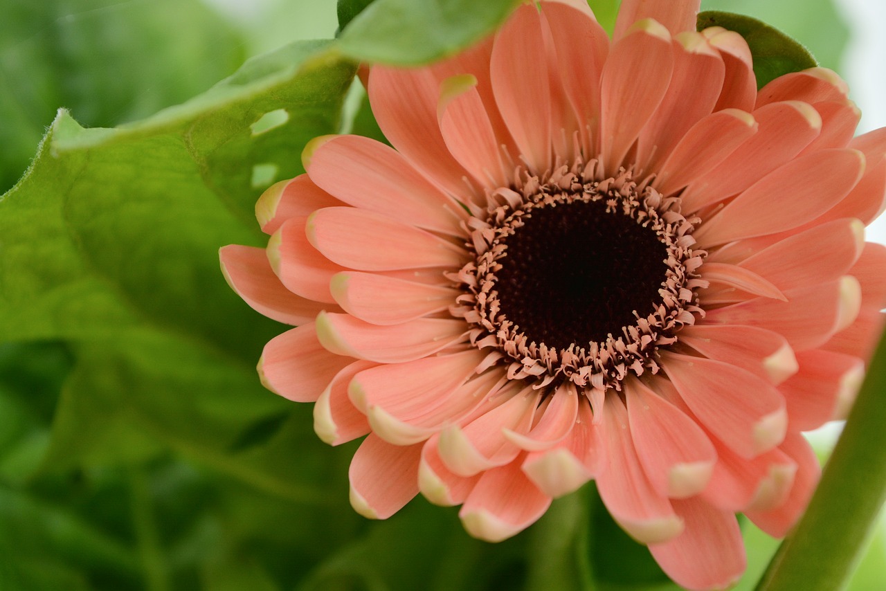 Floros,  Pobūdį,  Gėlė,  Vasara,  Lapų,  Gerber,  Daisy,  Gerbera,  Rožinis,  Vasaros Gėlės