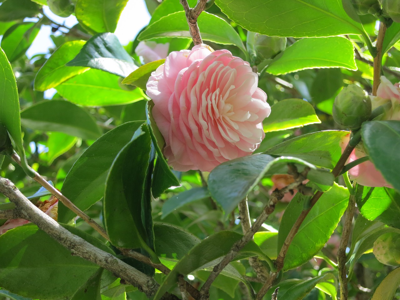 Floros,  Lapų,  Pobūdį,  Medis,  Sodas,  Rožinis,  Camellia,  Žiedas,  Pavasaris, Nemokamos Nuotraukos