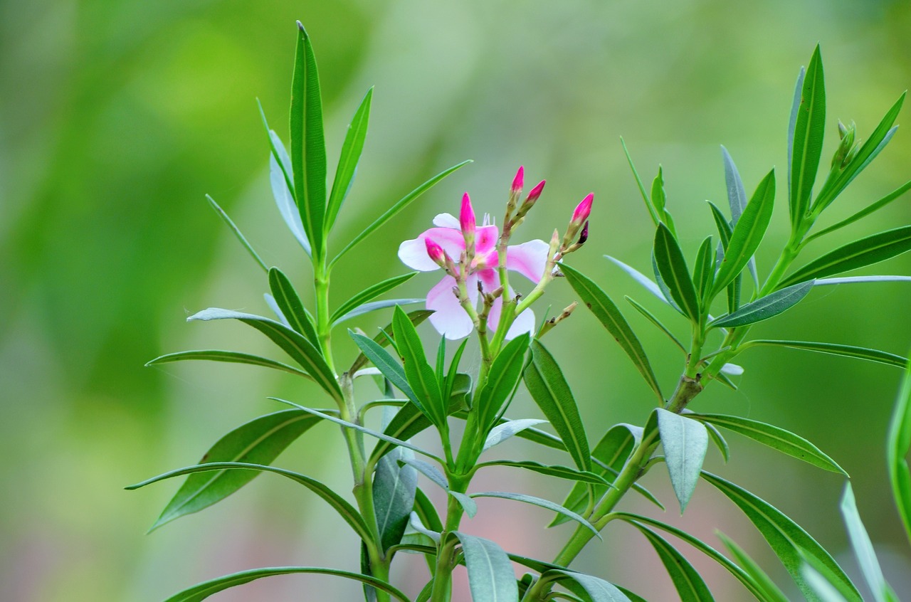 Floros,  Pobūdį,  Lapų,  Vasara,  Gėlė, Nemokamos Nuotraukos,  Nemokama Licenzija