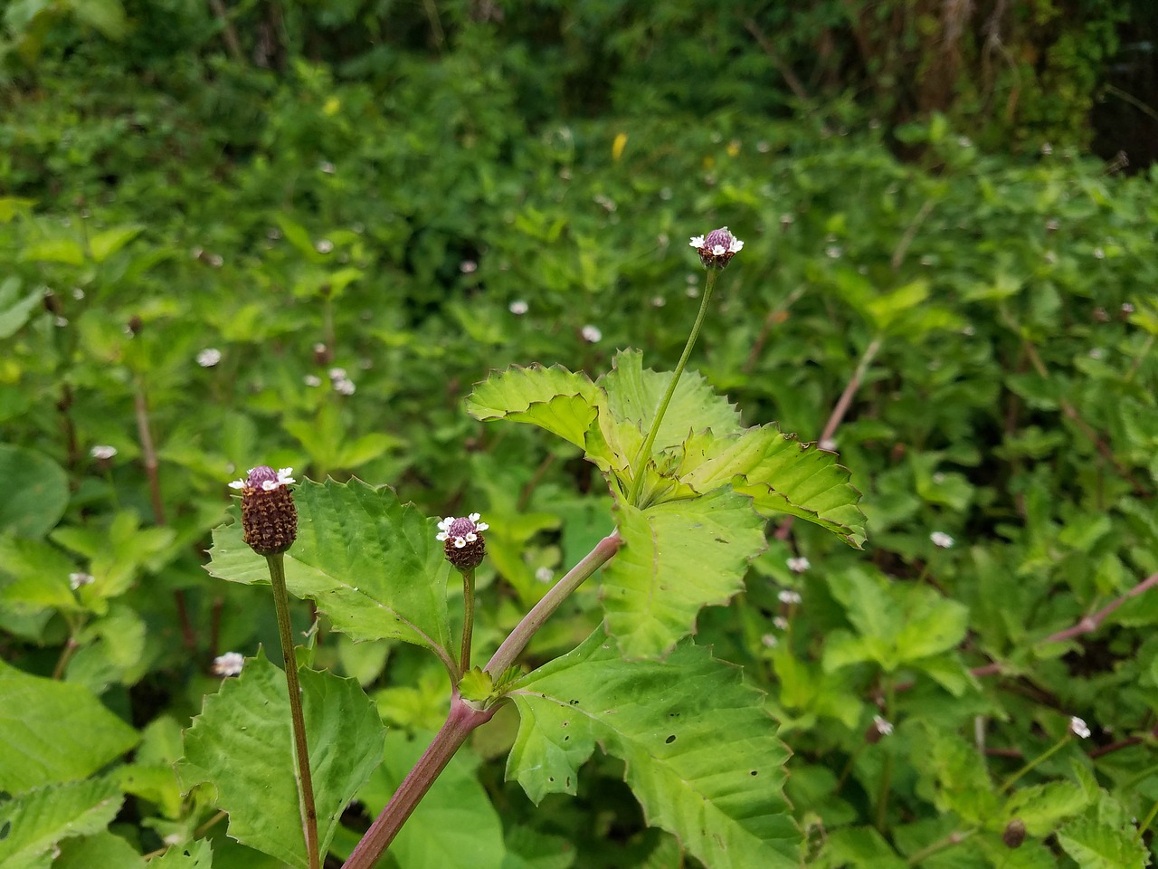 Floros,  Pobūdį,  Lapų,  Lauke,  Vasara,  Gėlė,  Augimas,  Aplinka,  Sezonas, Nemokamos Nuotraukos