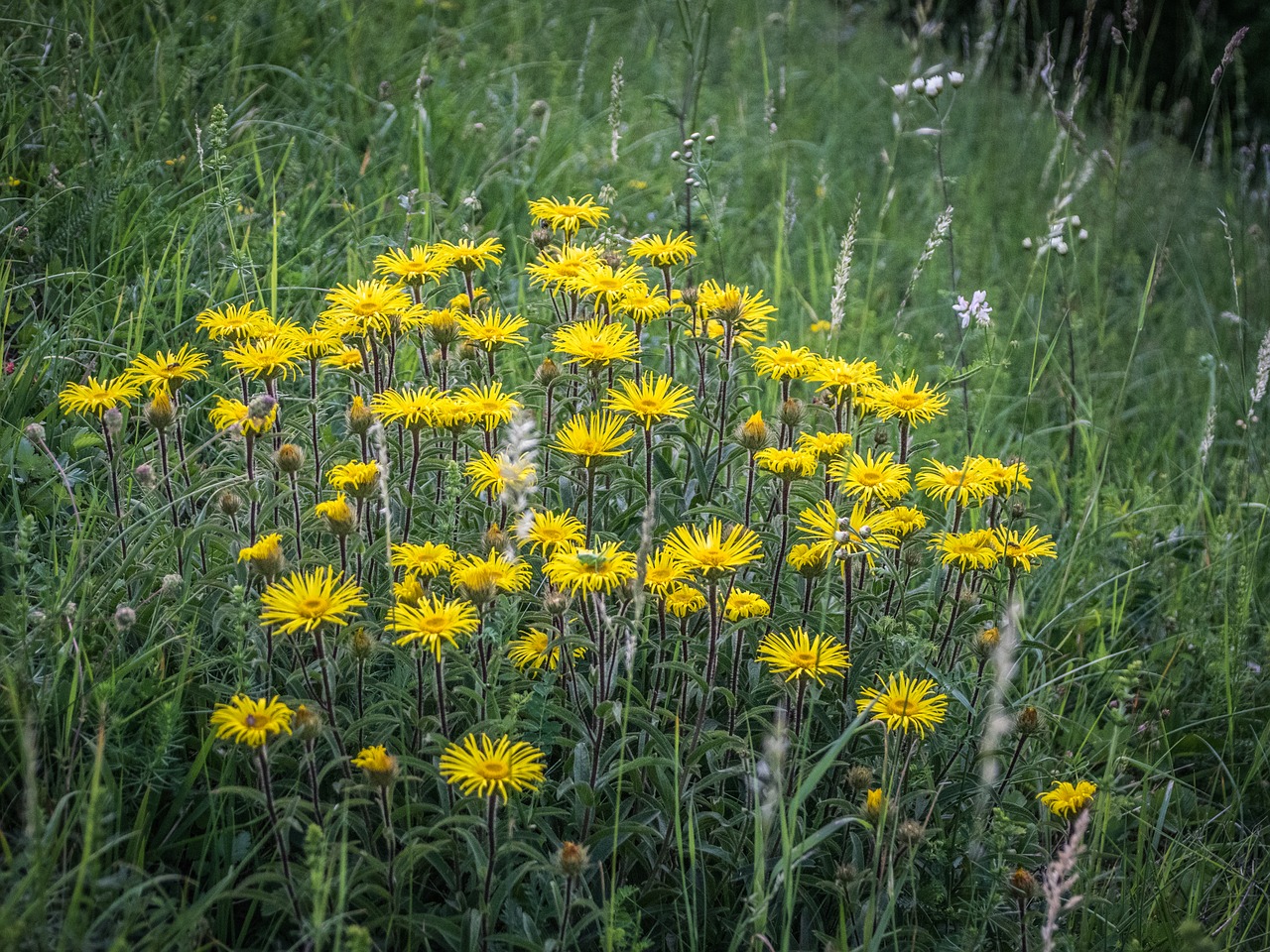 Floros,  Meadow,  Gėlė,  Kraštovaizdis, Nemokamos Nuotraukos,  Nemokama Licenzija