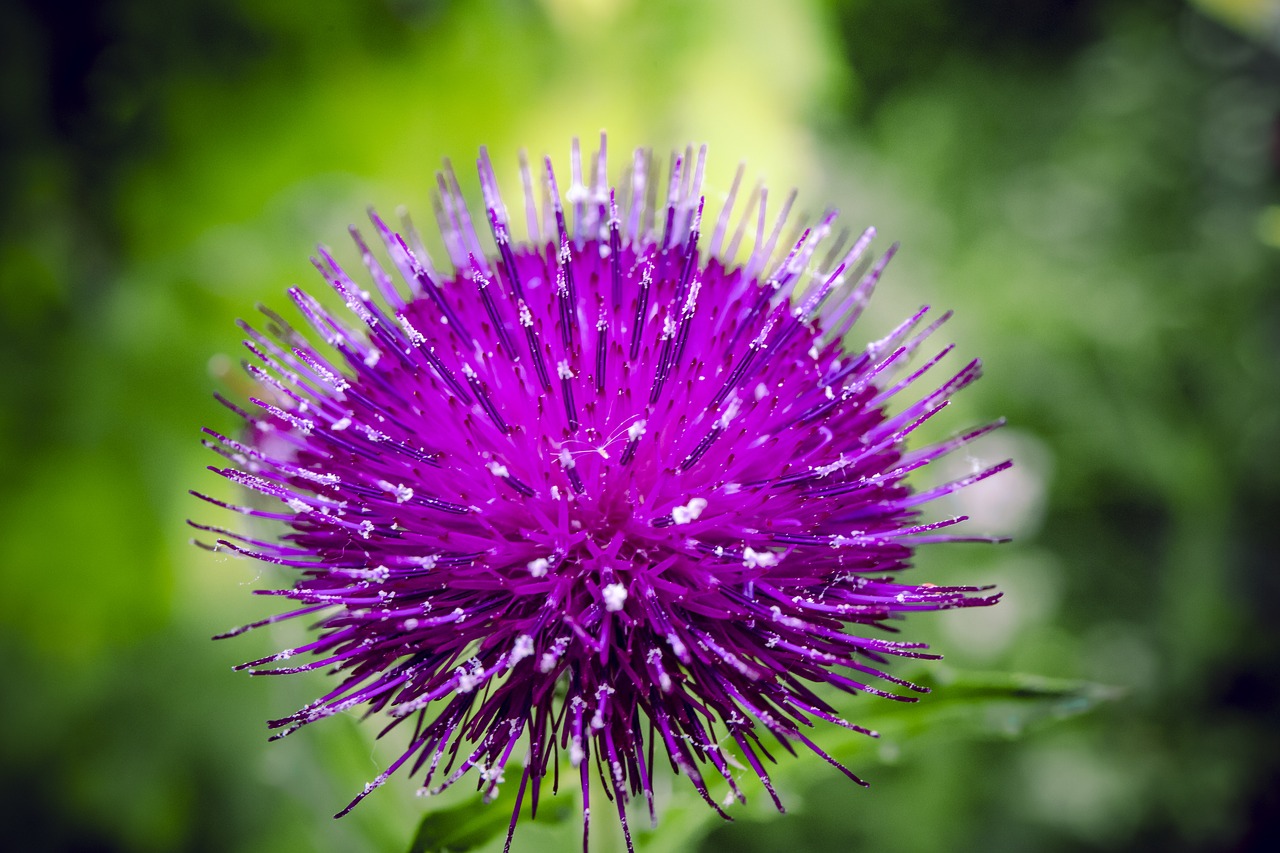 Floros,  Gėlė,  Violetinė,  Žiedas,  Pobūdį,  Dizainas,  Augalų,  Sodas,  Vasara,  Apdaila