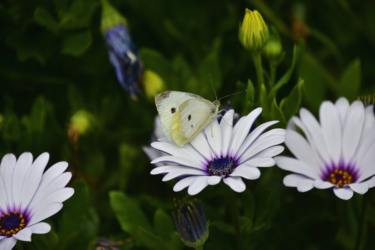 Floros,  Sodas,  Pobūdį,  Augalų,  Laukinių Gėlių, Nemokamos Nuotraukos,  Nemokama Licenzija