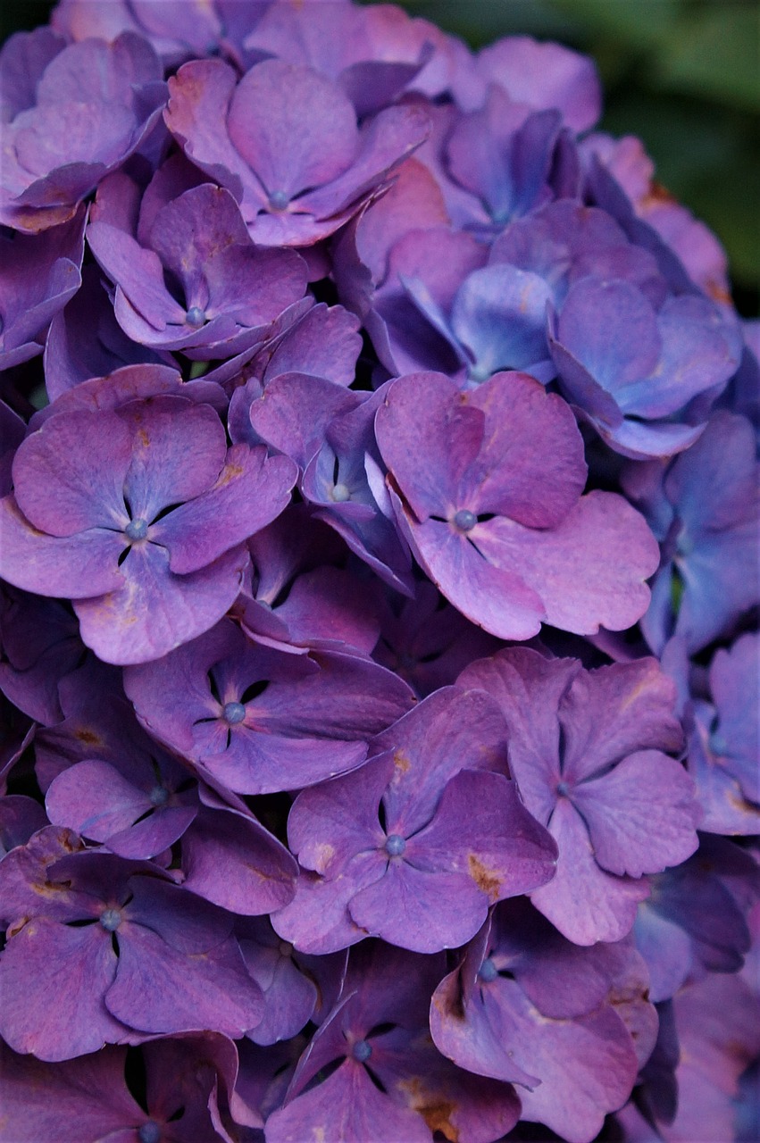 Floros,  Sodas,  Žiedas,  Žydi,  Hydrangeas,  Violetinė, Nemokamos Nuotraukos,  Nemokama Licenzija