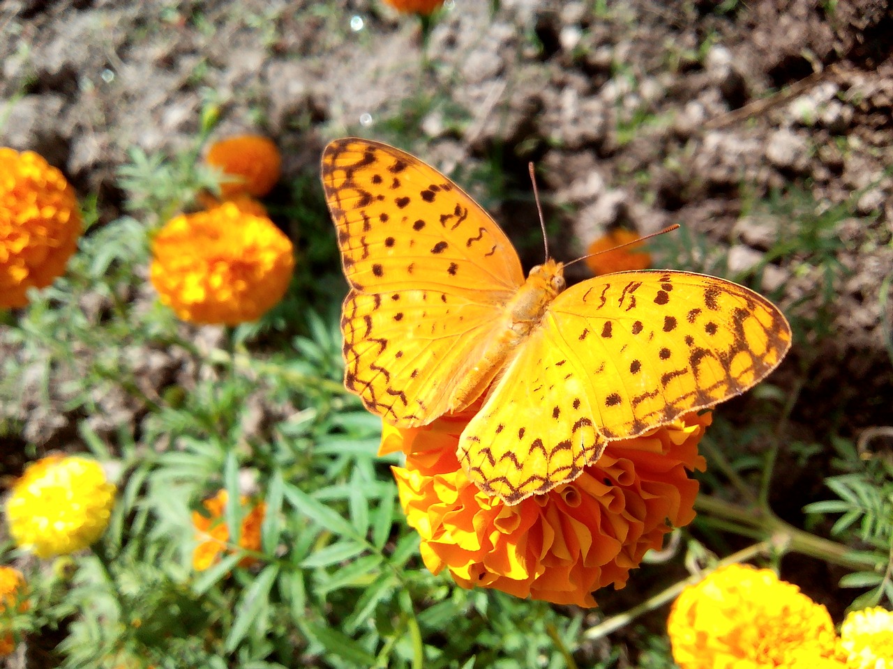 Floros,  Lapų,  Augimas,  Šviežumas,  Sodas,  Žolė,  Aplinka,  Pobūdį,  Gėlė,  Lauke