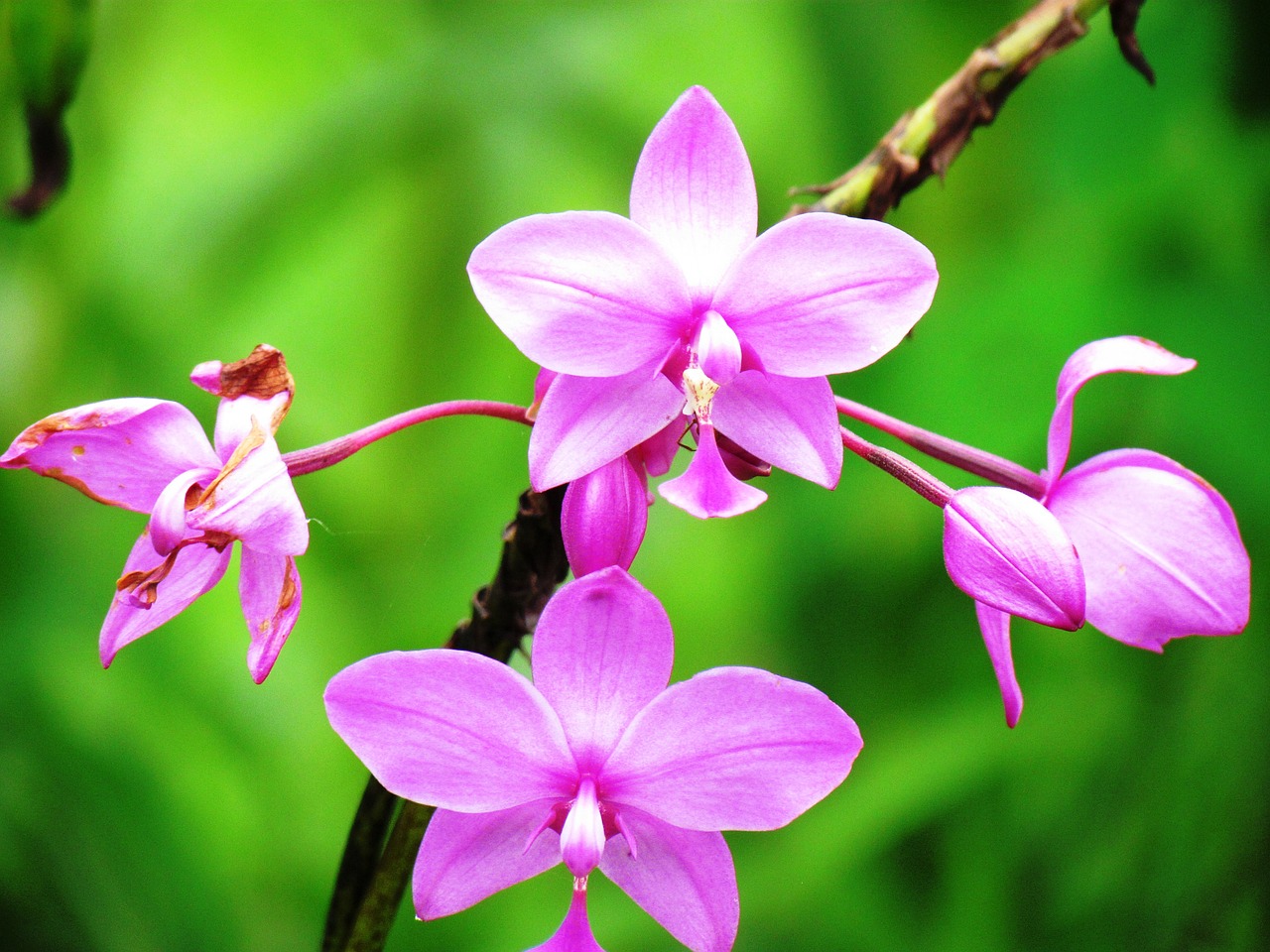 Flora, Violetinė, Guaria, Laukiniai, Purpurinė Gėlė, Gėlės, Gėlė, Nemokamos Nuotraukos,  Nemokama Licenzija