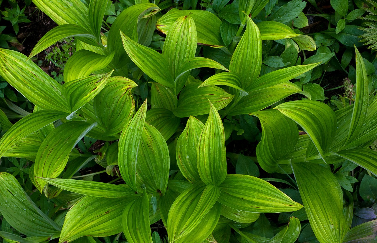 Flora, Žolės, Žalias, Žolė, Idaho Smailė, Lapai, Augalai, Krūmai, Laukiniai, Nemokamos Nuotraukos