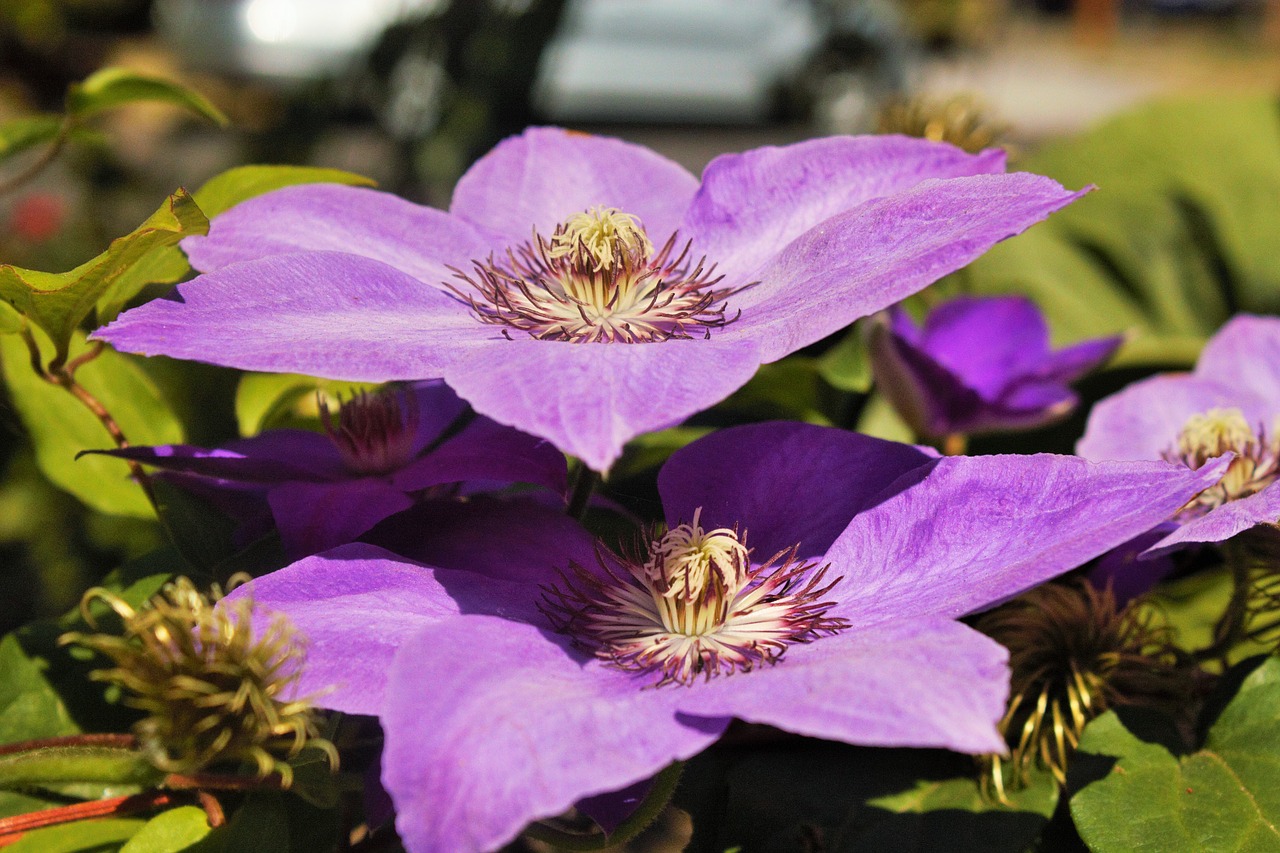 Flora, Gėlės, Pavasaris, Gamta, Kraštovaizdis, Žiedas, Natūralus, Violetinė, Žvaigždės Formos, Kavinė