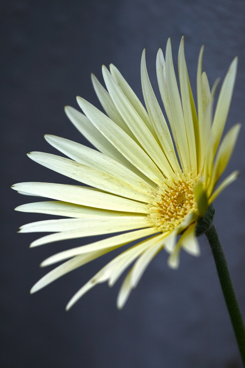 Gėlių, Gėlė, Gerbera, Geltona, Grietinėlė, Žydėti, Žiedas, Natūralus, Žydi, Gamta