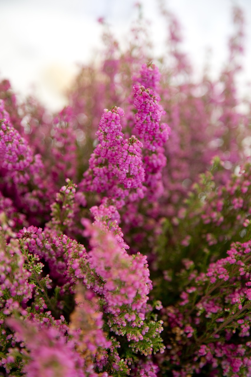 Gėlių, Žiedas, Gėlė, Žydėti, Žiedlapis, Natūralus, Sezoninis, Botanika, Šviežias, Flora