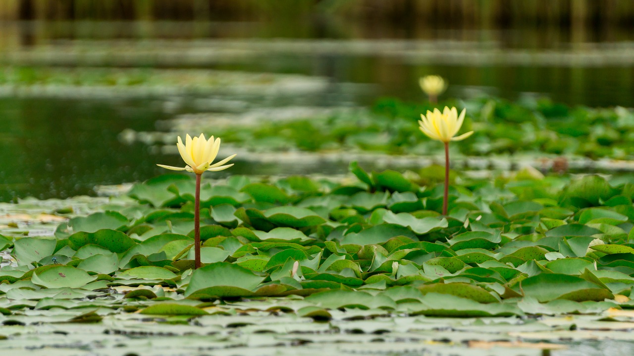 Flore,  Patalynė Augalų,  Sodo Augalų,  Dekoratyvinis Augalas,  Gėlė,  Pobūdį,  Floros,  Gražus,  Spalva,  Žydi