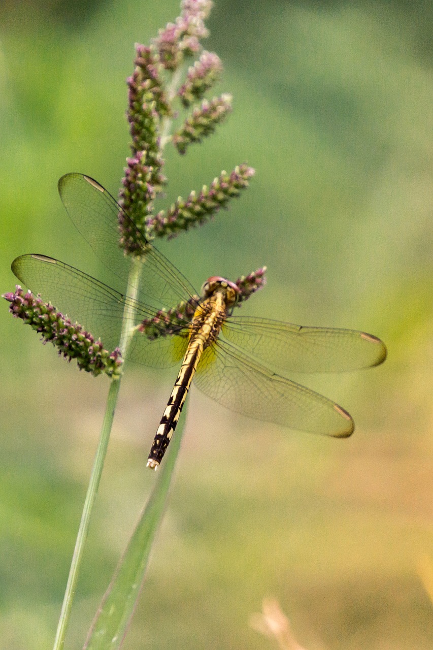 Flore,  Patalynė Augalų,  Sodo Augalų,  Dekoratyvinis Augalas,  Gėlė,  Pobūdį,  Floros,  Gražus,  Spalva,  Žydi