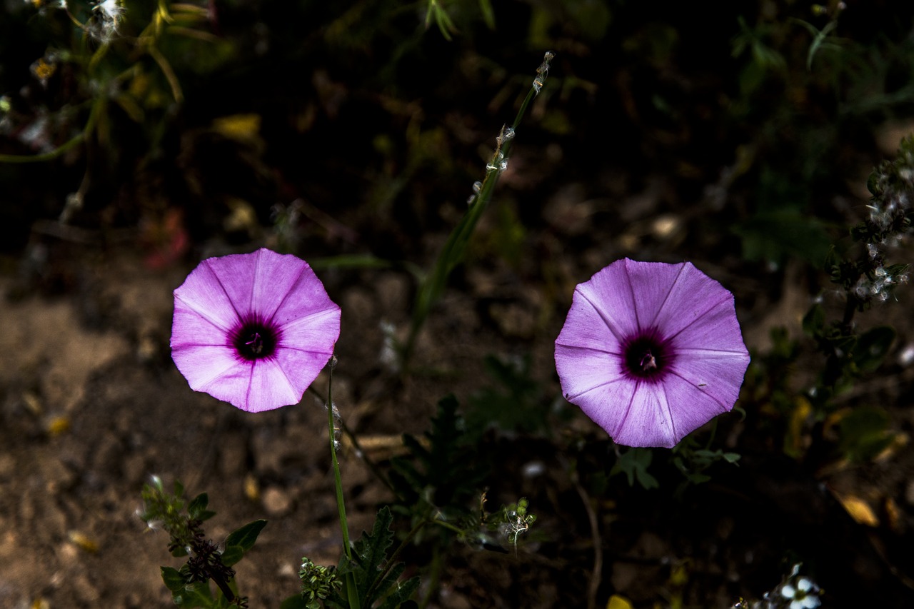 Flores, Gėlė, Gamta, Vasara, Sodas, Flora, Žiedas, Žydėti, Augalas, Gražus