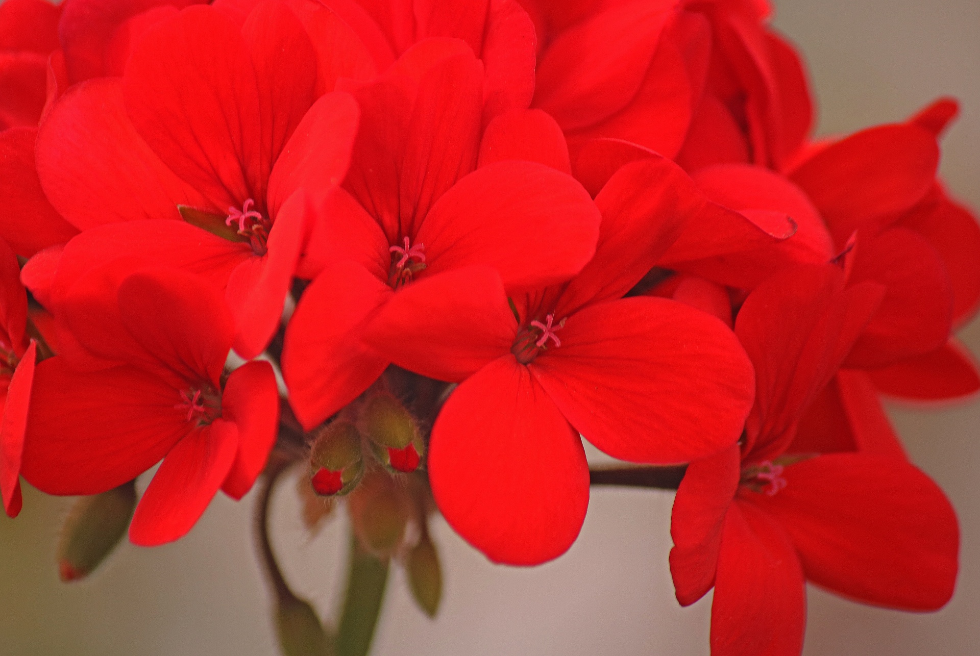 Gėlė,  Raudona,  Geranium,  Šviesus,  Žiedlapiai,  Subtilus,  Florets,  Raudonos Geranijos Gėlių Gėlių, Nemokamos Nuotraukos,  Nemokama Licenzija