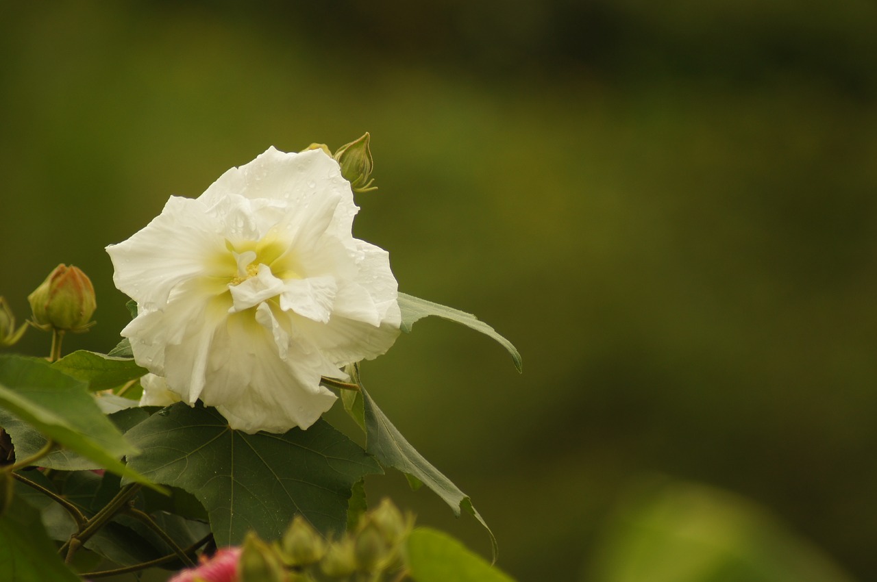 Floresas, Salento, Armėnija, Quindio, Kolumbija, Nemokamos Nuotraukos,  Nemokama Licenzija