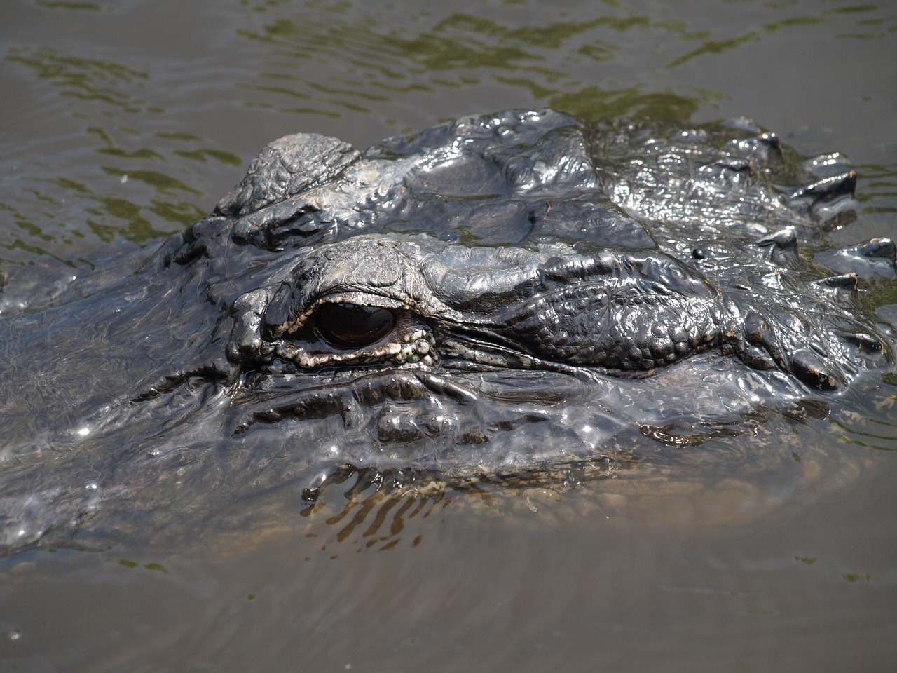 Aligatorius, Florida, Everglades, Ropliai, Vanduo, Akys, Plėšrūnas, Dėmesio, Nemokamos Nuotraukos,  Nemokama Licenzija