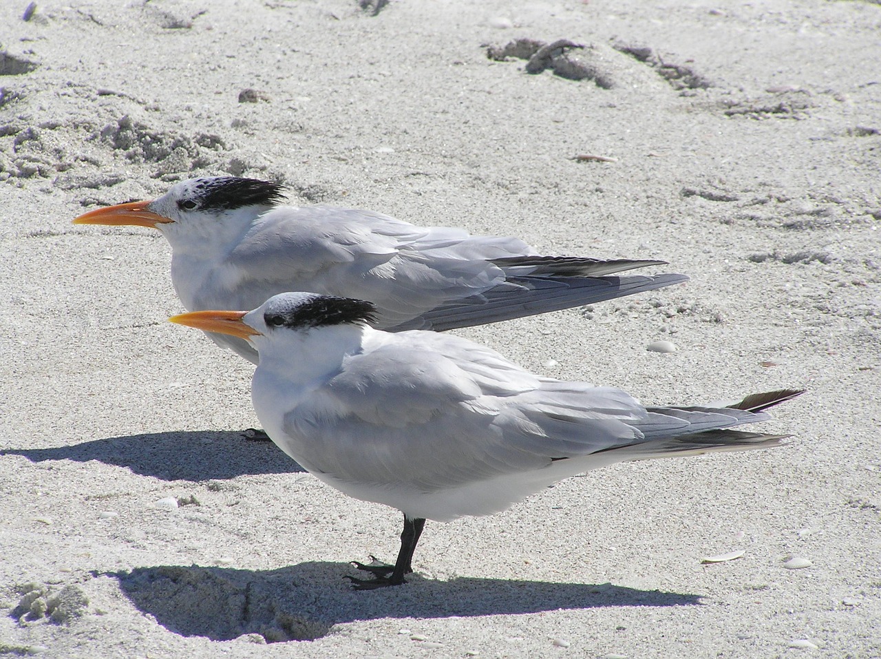 Florida, Karališkoji Ternis, Karališkieji Čiuptuvai, Papludimys, Delnor-Wiggins Praeina Valstybinį Parką, Bonita Spyruoklės, Nemokamos Nuotraukos,  Nemokama Licenzija