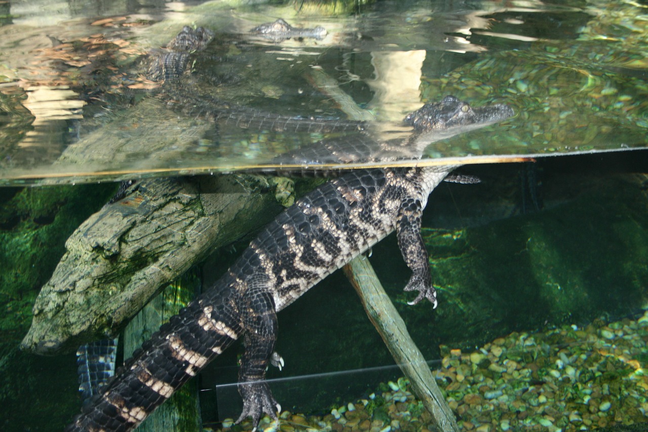 Florida, Akvariumas, Amerikietiškas Krokodilas, Aligatorius, Gyvūnas, Zoologija, Rūšis, Aplinka, Lauke, Gamta