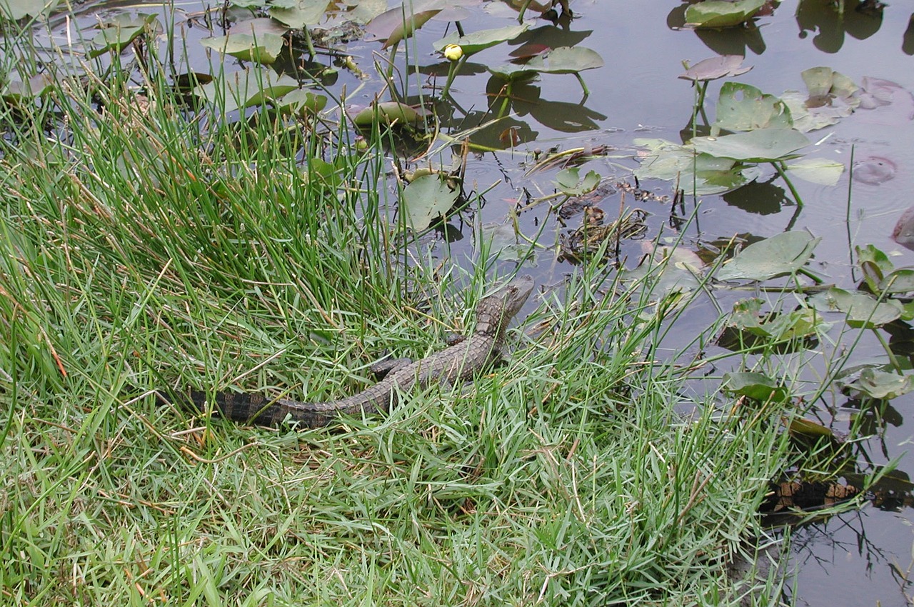 Florida, Aligatorius, Pelkė, Ropliai, Aligatorius, Vanduo, Kūdikio Aligatorius, Nemokamos Nuotraukos,  Nemokama Licenzija