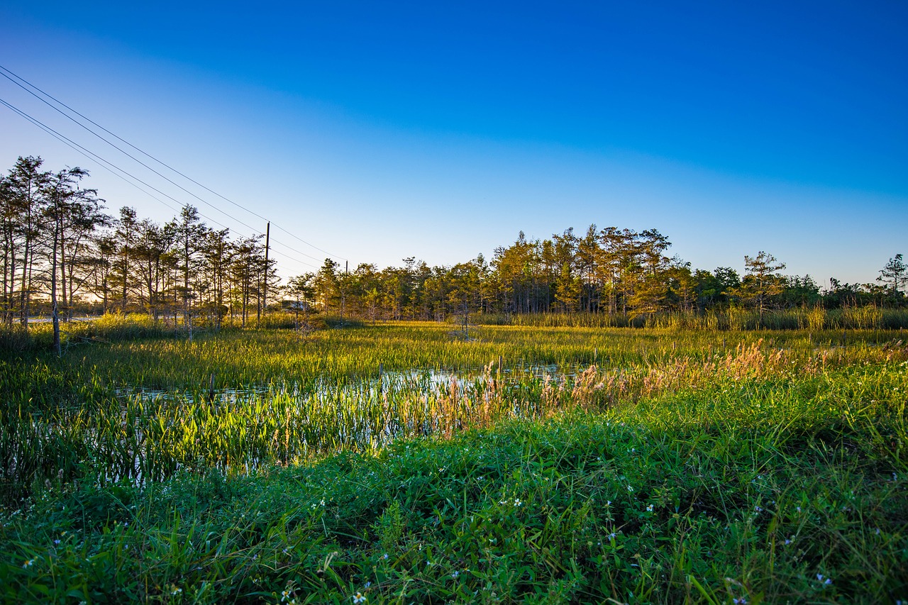 Florida, Pelkė, Everglades, Nemokamos Nuotraukos,  Nemokama Licenzija