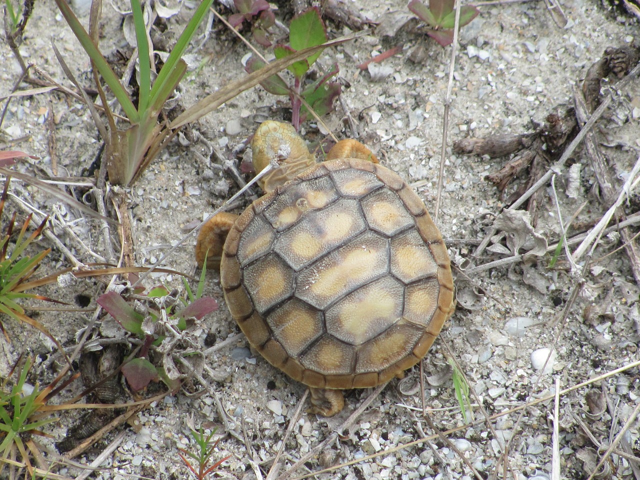 Florida, Vėžlys, Gyvūnas, Laukinė Gamta, Laukiniai, Zoologija, Žinduolis, Rūšis, Dykuma, Aplinka