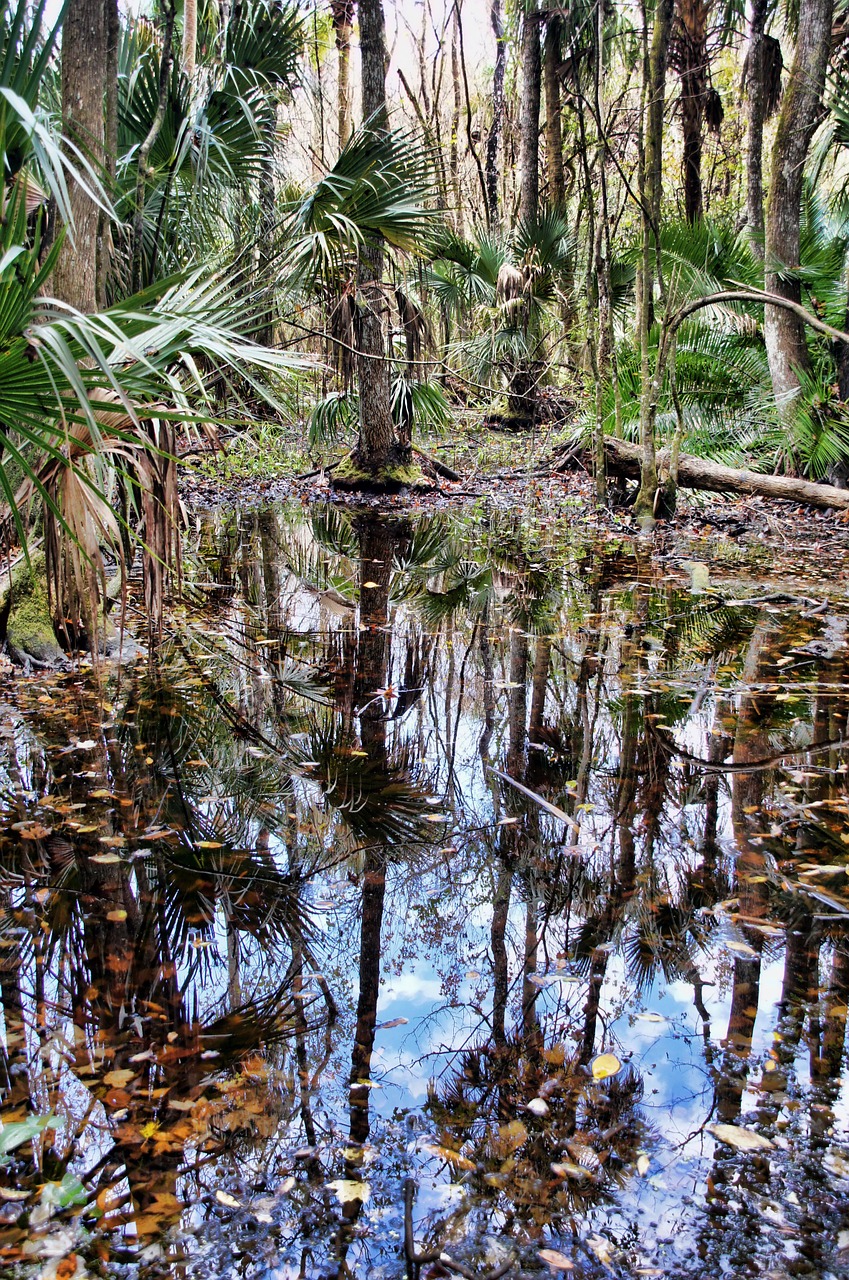 Florida,  Aukštuminiai Hamakų Valstybinis Parkas,  Džiunglės,  Pelkė,  Žalias,  Palmės,  Pelkė,  Gamta,  Kraštovaizdis,  Augalas