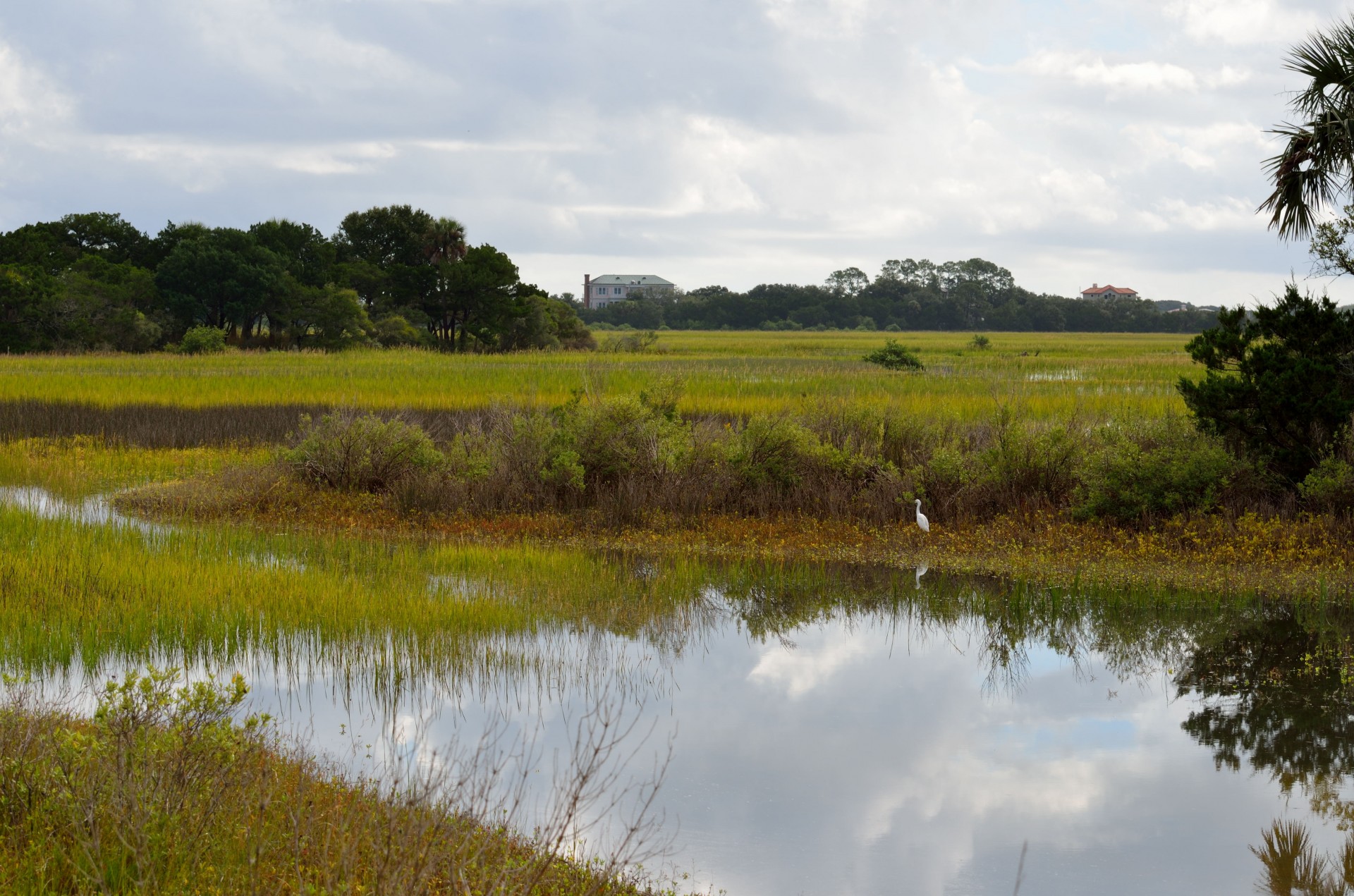 Pelkės,  Žemė,  Šlapynes,  Florida,  Usa,  Laukinė Gamta,  Vaizdingas,  Gamta,  Kraštovaizdis,  Lauke