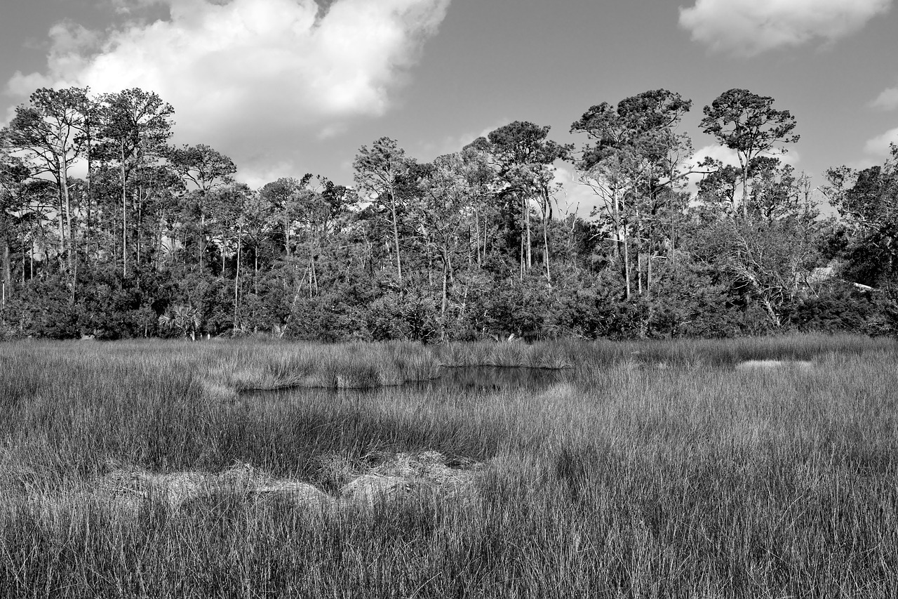 Florida Marshland, Pelkė, Pelkė, Gamta, Kraštovaizdis, Fonas, Fonas, Vanduo, Pelkės, Medis