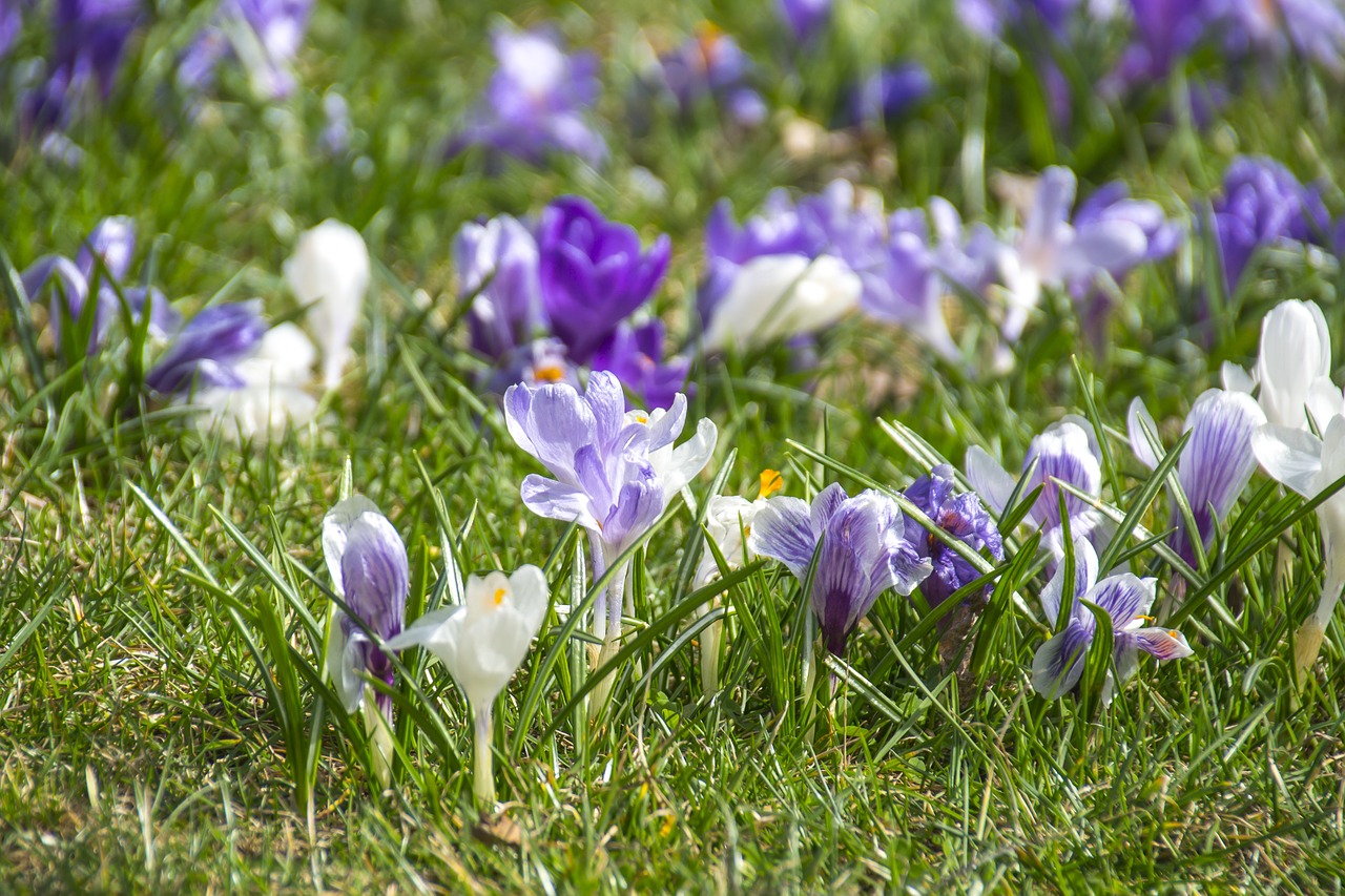 Klesti Kriaušės, Violetinė, Pavasaris, Gėlės, Naujas Gyvenimas, Ankstyvas Pavasaris, Gražus, Spalvinga, Žalias, Žolė