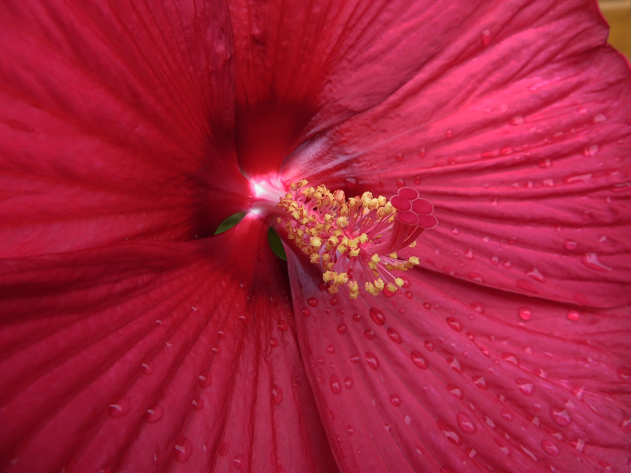 Gėlė, Hibiscus, Augalas, Žiedlapiai, Botanika, Žydėjimas, Spalva Rožinė, Nemokamos Nuotraukos,  Nemokama Licenzija