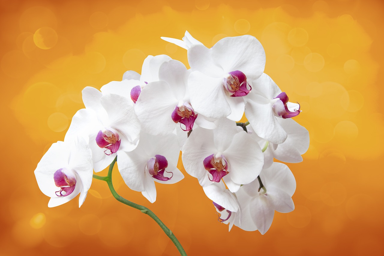 Gėlė, Orchisa, Orchidėja, Augalas, Gėlių Kambarys, Rytietiška Gėlė, Lentos, Žiedlapiai, Balta, Rožinis