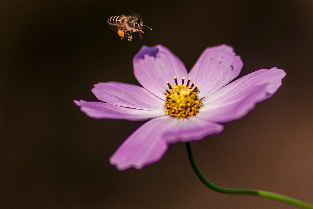 Gėlė, Ir Bitės, Nemokamos Nuotraukos,  Nemokama Licenzija