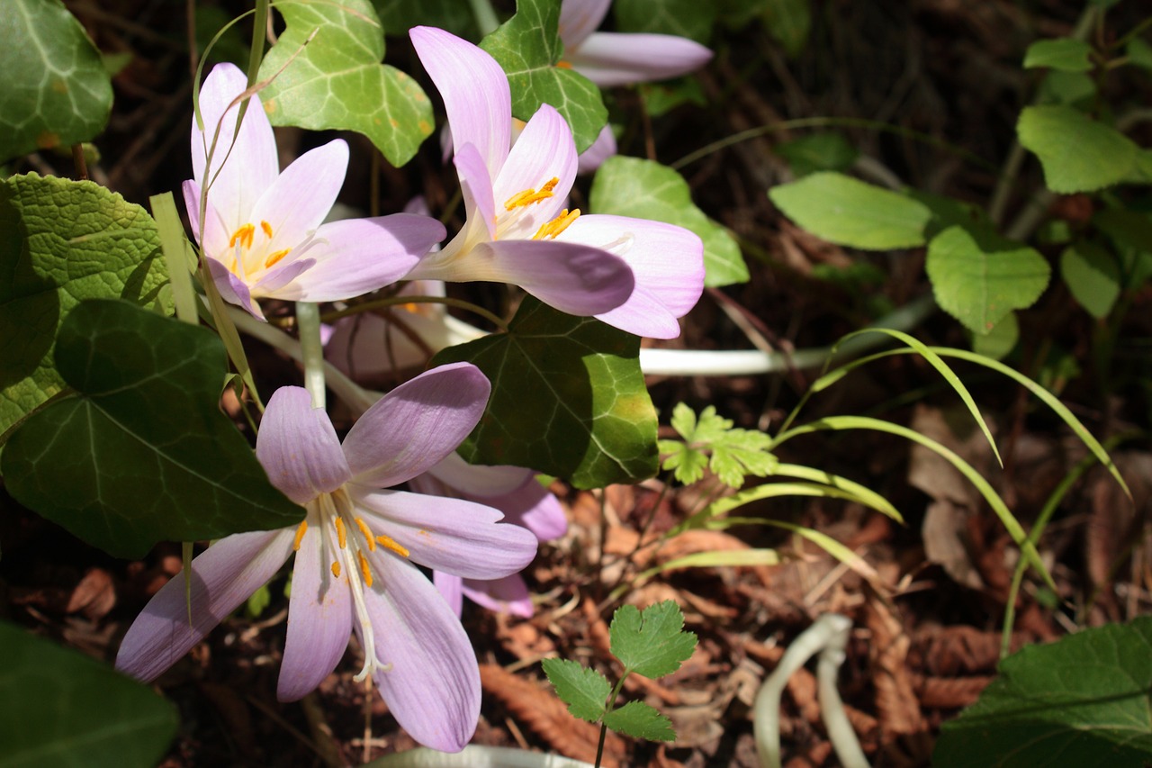 Gėlė, Gamta, Kolchicum, Laukinės Gėlės, Rožinis, Makro, Balta, Žalias, Rudens Gėlės, Žiedlapis