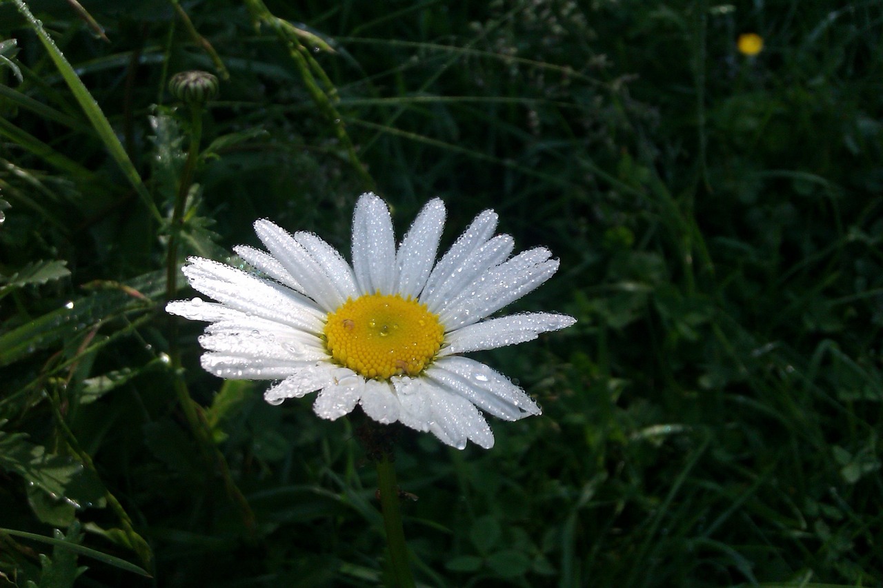 Gėlė, Žiedas, Žydėti, Rytas, Augalas, Lietus, Rasa, Daisy, Vasaros Gėlė, Nemokamos Nuotraukos