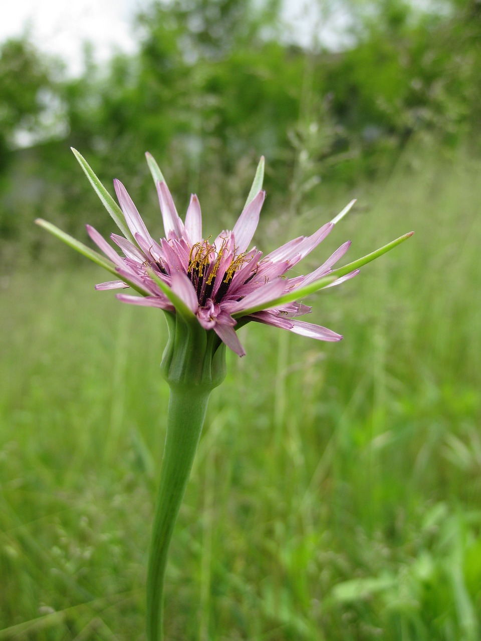 Gėlė, Violetinė, Rosa, Barzda, Snapas, Prato, Gamta, Pavasaris, Žiedlapiai, Purpurinės Gėlės