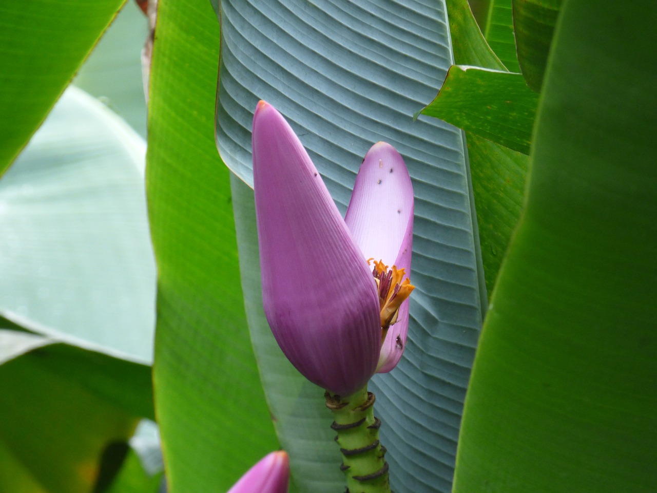 Gėlė, Keista, Neįprastas, Atogrąžų, Džiunglės, Hawaii, Flora, Nemokamos Nuotraukos,  Nemokama Licenzija