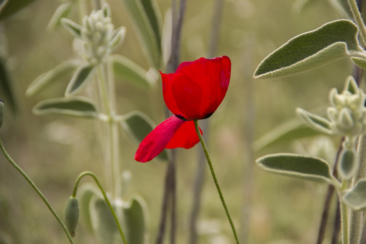 Gėlė, Papaver Rhoeas, Raudona, Aguona, Nemokamos Nuotraukos,  Nemokama Licenzija