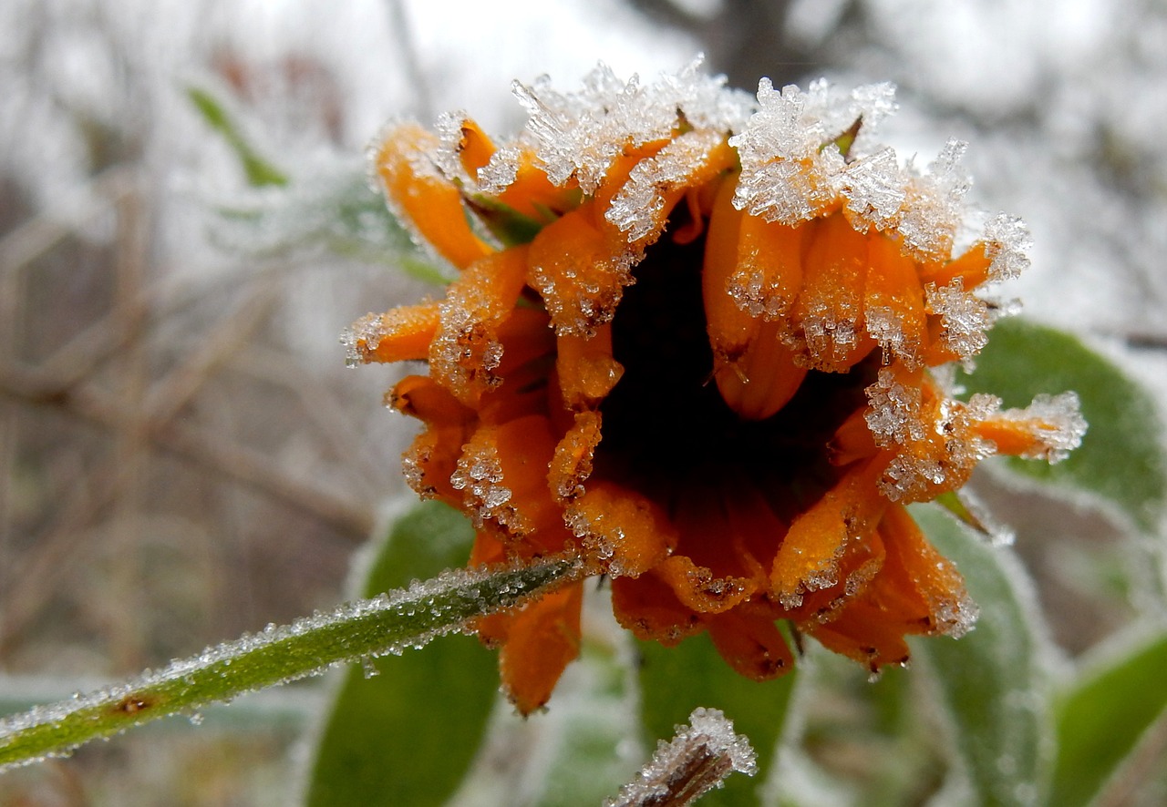 Gėlė, Marigoldas, Oranžinė, Žiedas, Žydėti, Šaltis, Žiema, Ledas, Kristalai, Kalendra