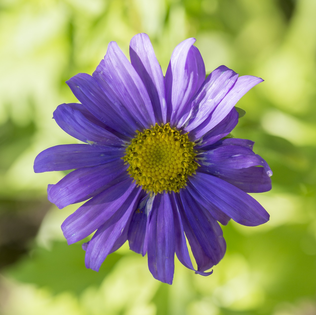 Aster, Gėlė, Augalas, Sodas, Žalias, Žiedadulkės, Violetinė, Nemokamos Nuotraukos,  Nemokama Licenzija