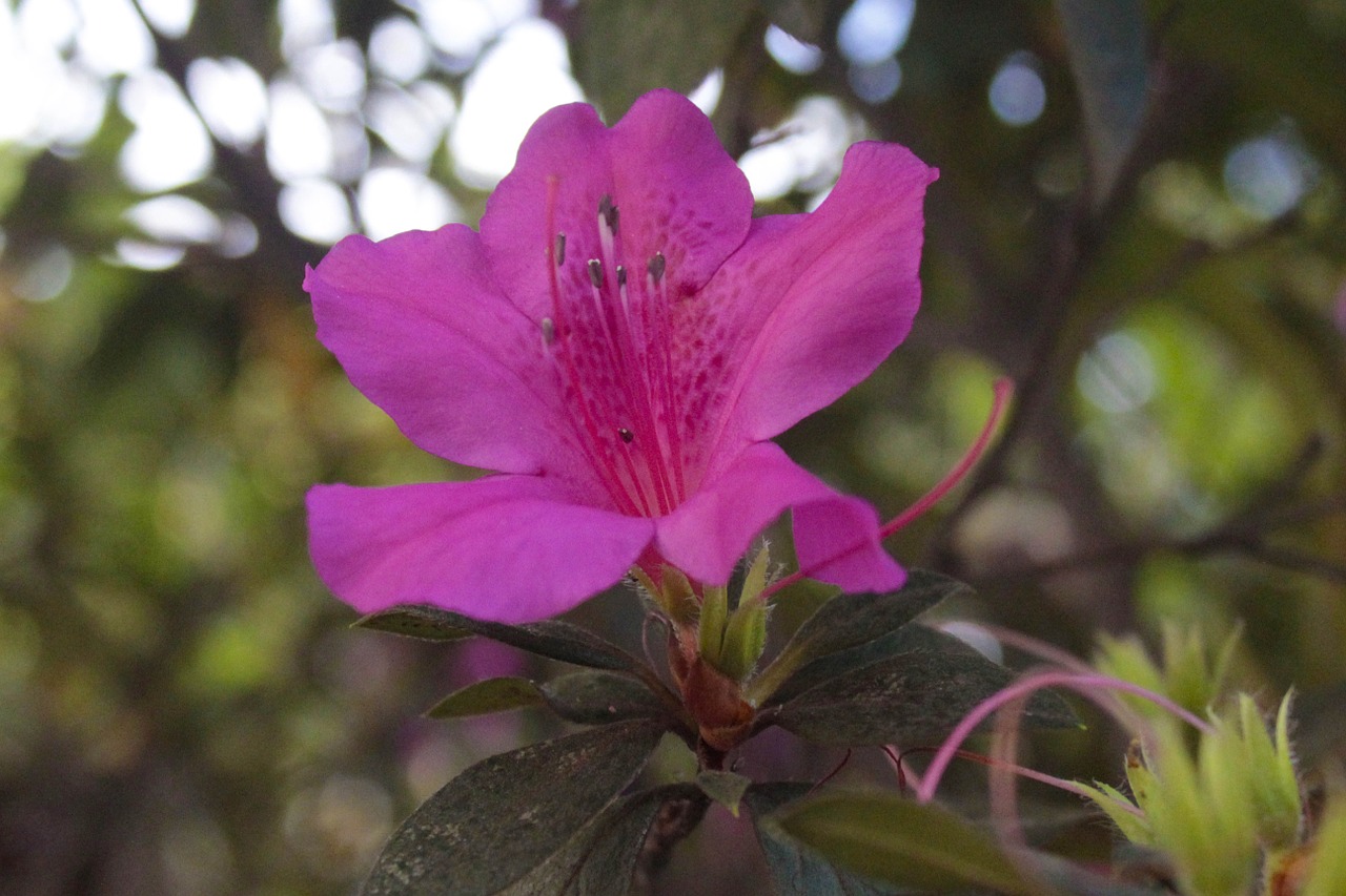 Gėlė, Rosa, Linda, Nemokamos Nuotraukos,  Nemokama Licenzija