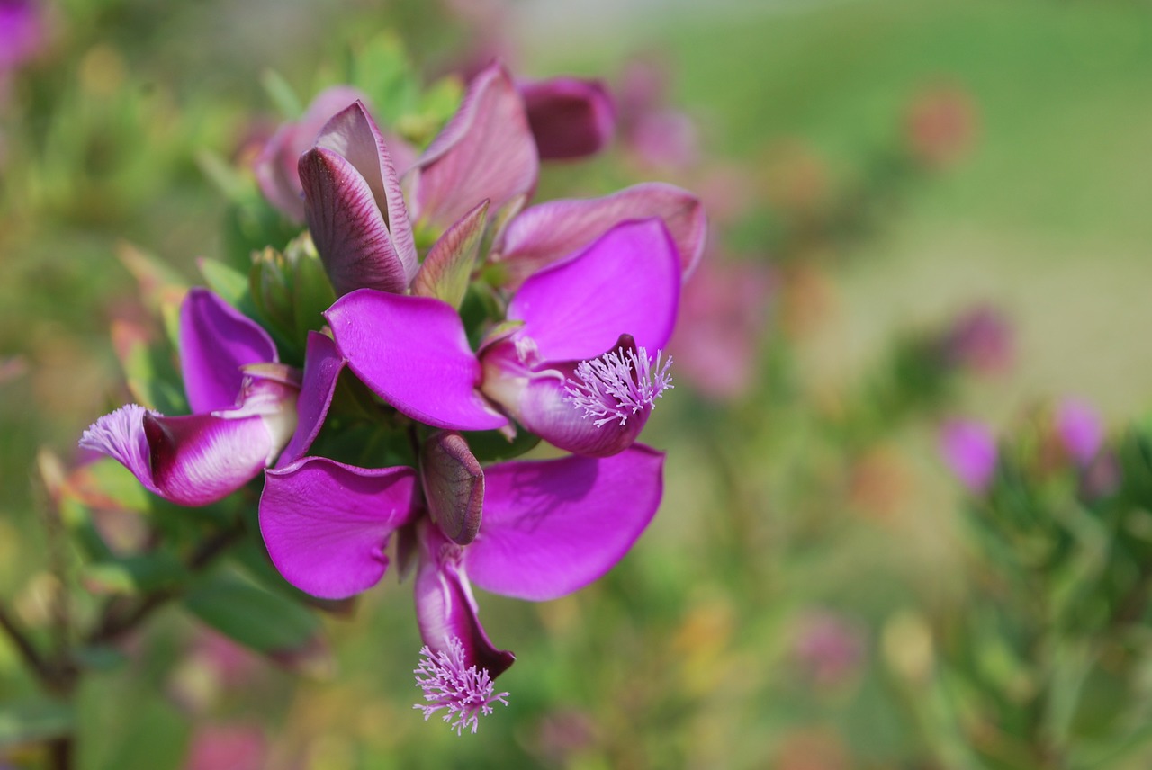 Gėlė, Laukinė Orchidėja, Flora, Kipras, Gamta, Vasara, Laukinė Gėlė, Violetinė, Purpurinė Gėlė, Gėlės